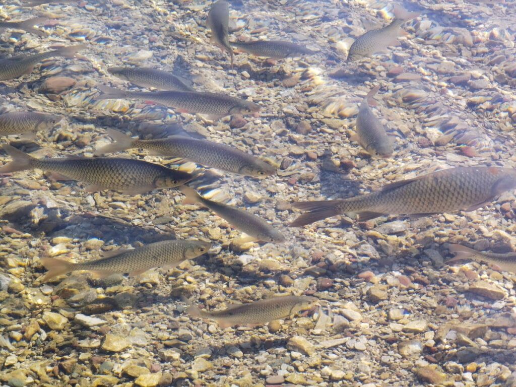 So klar ist das Wasser am Hintersteiner See - wie können am Ufer die Fische sehen