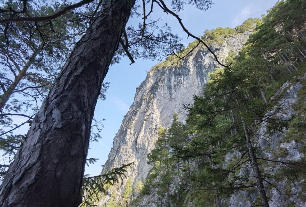 Der Wilde Kaiser zeigt sich hier mit einer steilen Felswand - ohne Steinerne Stiege wäre hier kein Weg zum Wandern